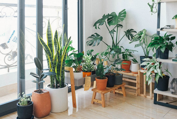house plants