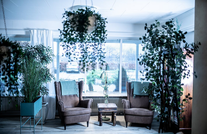 plants